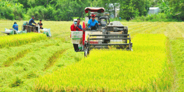 Towards Sustainable and Low-Emission Rice: Vietnam’s Green Rice Initiative