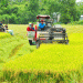 Towards Sustainable and Low-Emission Rice: Vietnam’s Green Rice Initiative