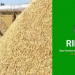 Catalyzing Nigeria’s Rice Revolution: Strategies to Achieve Self-Sufficiency and Economic Growth