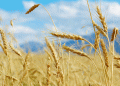 Russian Farmers Turn Away from Wheat: What It Means for Global Markets and Local Agriculture