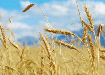 Russian Farmers Turn Away from Wheat: What It Means for Global Markets and Local Agriculture