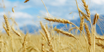 Russian Farmers Turn Away from Wheat: What It Means for Global Markets and Local Agriculture