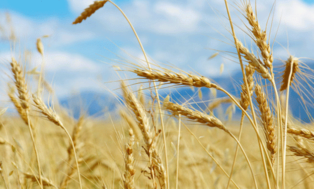 Russian Farmers Turn Away from Wheat: What It Means for Global Markets and Local Agriculture
