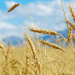 Russian Farmers Turn Away from Wheat: What It Means for Global Markets and Local Agriculture