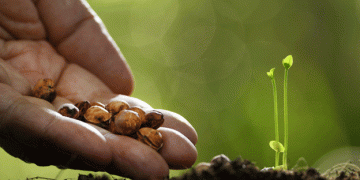 Citizen Science Saves the Beans: A European Initiative Revitalizing Legume Diversity