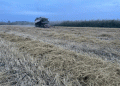 Dagestan’s Call to Revive Rice Exports: Balancing Abundance and Domestic Stability