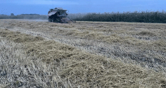 Dagestan’s Call to Revive Rice Exports: Balancing Abundance and Domestic Stability