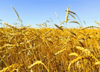 Chinese Fufeng Group to Build $650 Million Wheat Processing Plant in Kazakhstan’s Akmola Region