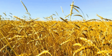 Chinese Fufeng Group to Build $650 Million Wheat Processing Plant in Kazakhstan’s Akmola Region