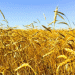 Chinese Fufeng Group to Build $650 Million Wheat Processing Plant in Kazakhstan’s Akmola Region