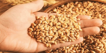 Bihar Farmers Set to Profit from Wheat: Government Hikes Minimum Support Price