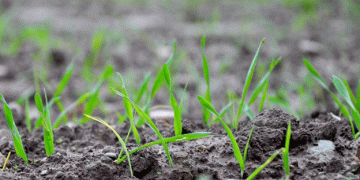 Overcoming Delayed Winter Wheat Drilling: Expert Tips for Farmers to Maximize Yields