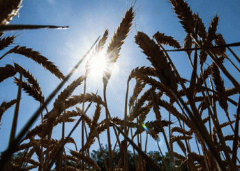 Global Wheat Crisis Looms as Weather Woes Diminish Crop Yields