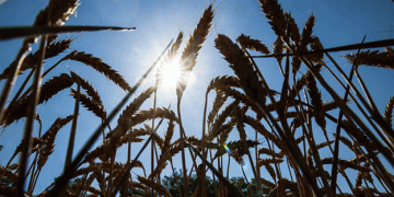 Global Wheat Crisis Looms as Weather Woes Diminish Crop Yields