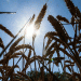 Global Wheat Crisis Looms as Weather Woes Diminish Crop Yields