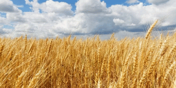 Rare Wheat Variety Cultivated in Russia: A Boost for High-Quality Pasta Production
