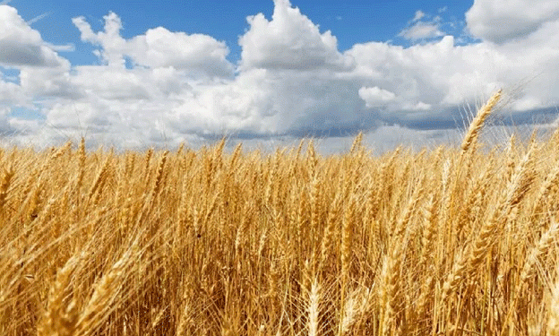 Rare Wheat Variety Cultivated in Russia: A Boost for High-Quality Pasta Production