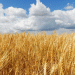 Rare Wheat Variety Cultivated in Russia: A Boost for High-Quality Pasta Production