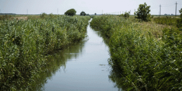 Kuban’s Rice Harvest Breaks Records: A Look at 2024’s Impressive Gains and Techniques