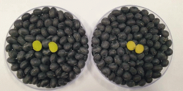 Introducing the Latest Soybean Varieties: Advancing Machine Harvesting and High-Quality Tofu Production