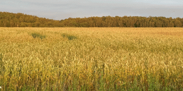 The Decline of Rye in Russia: What Does the Future Hold for Bread Production?