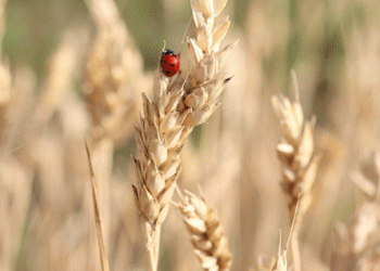 Russia’s Wheat Exports to China Surge: What This Means for Global Grain Markets