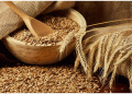 CSU Unveils Two New Wheat Varieties: Innovations for Better Yields and Disease Resistance