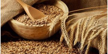 CSU Unveils Two New Wheat Varieties: Innovations for Better Yields and Disease Resistance