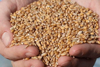 Winter Crops Set New Records: The Success of Farmers in Zaraysk and the Moscow Region