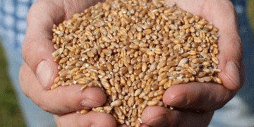 Winter Crops Set New Records: The Success of Farmers in Zaraysk and the Moscow Region