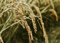 Rusagro’s New Rice Project in Primorye: A $23 Billion Investment to Boost Russian Rice Production