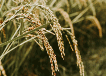Rusagro’s New Rice Project in Primorye: A $23 Billion Investment to Boost Russian Rice Production