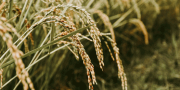 Rusagro’s New Rice Project in Primorye: A $23 Billion Investment to Boost Russian Rice Production