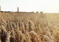 Breakthrough for Drought-Tolerant Wheat: First GMO Wheat Trait Approved for U.S. Cultivation