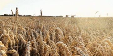 Breakthrough for Drought-Tolerant Wheat: First GMO Wheat Trait Approved for U.S. Cultivation