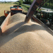 Russia Increases Wheat Export Duty: Impact on Domestic and Global Grain Markets