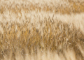 Revolutionizing Pest Management: EU’s IPMorama Project Tackles Wheat, Potato, and Grain Legume Diseases