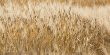 Revolutionizing Pest Management: EU’s IPMorama Project Tackles Wheat, Potato, and Grain Legume Diseases