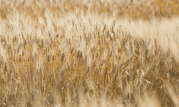Revolutionizing Pest Management: EU’s IPMorama Project Tackles Wheat, Potato, and Grain Legume Diseases
