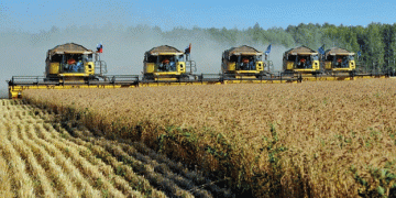 Winter Crops in Tyumen Region: A Promising Start for the 2025 Harvest
