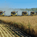 Winter Crops in Tyumen Region: A Promising Start for the 2025 Harvest