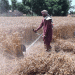 Pakistan Faces Looming 5 Million Ton Wheat Shortfall as Sowing Area Declines