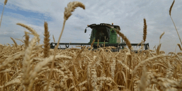 Russia’s Wheat Exports Reach Record Highs, Aiming for Continued Growth in Global Market Share