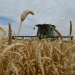 Russia’s Wheat Exports Reach Record Highs, Aiming for Continued Growth in Global Market Share