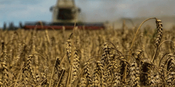 Wheat Prices Surge Amid Declining U.S. Crop Quality and Global Climate Challenges