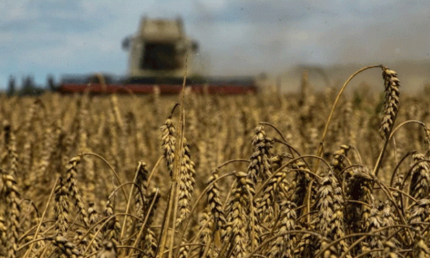 Wheat Prices Surge Amid Declining U.S. Crop Quality and Global Climate Challenges