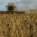 Wheat Prices Surge Amid Declining U.S. Crop Quality and Global Climate Challenges