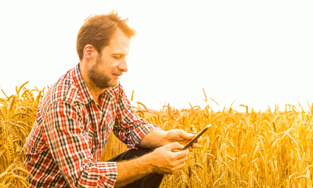 Soft Wheat Takes the Lead in National Yield Contest: Innovations in Wheat Management Pay Off