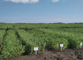 Pea Cultivation in Kaliningrad: Foreign Investment and Growing Yields Shape the Industry