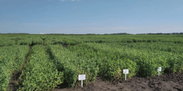 Pea Cultivation in Kaliningrad: Foreign Investment and Growing Yields Shape the Industry
